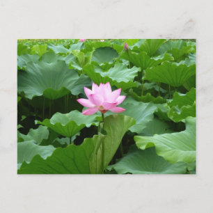 Lotus Post Card