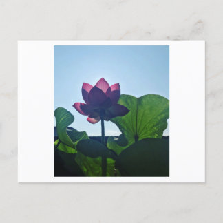 Lotus Postcard