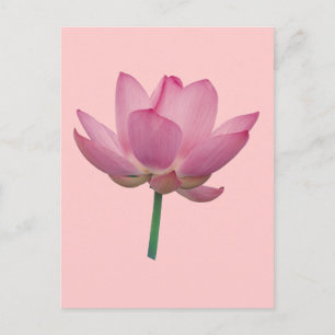 Lotus Postcard