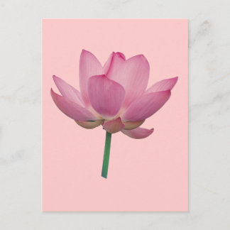 Lotus Postcard