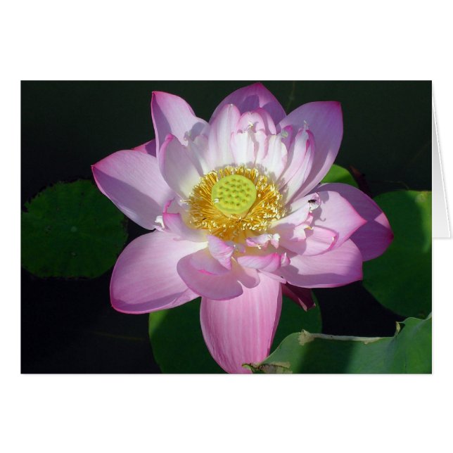 Lotus rose (Devant horizontal)
