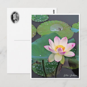 Lotus "Suihiren" ポストカード Postcard