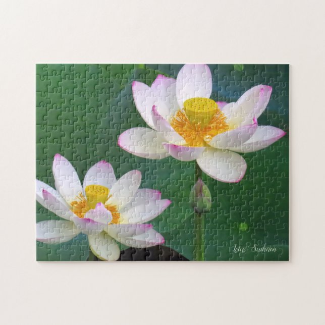 Lotus "Suihiren" [Jigsaw puzzle: 252P] ジグソーパズル Jigsaw Puzzle (Horizontal)