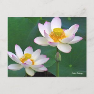 Lotus "Suihiren" Postcard