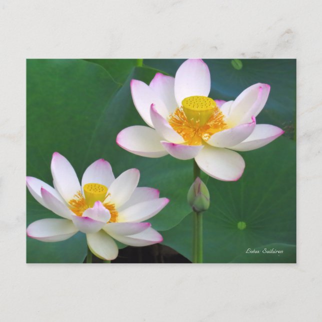 Lotus "Suihiren" Postcard (Front)
