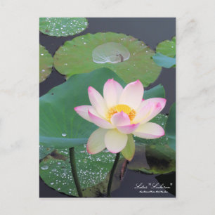 Lotus "Suihiren"：Postcard Postcard