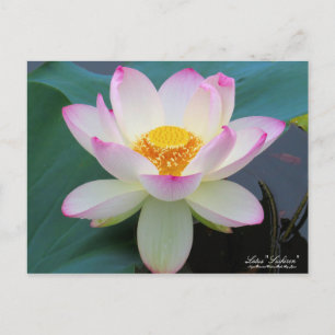 Lotus "Suihiren"：Postcard Postcard