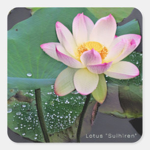 Lotus "Suihiren" Square Sticker
