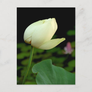 Lotus Water Lily Bud Postcard