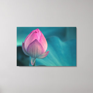Lotus Water Lily Flower Canvas Print