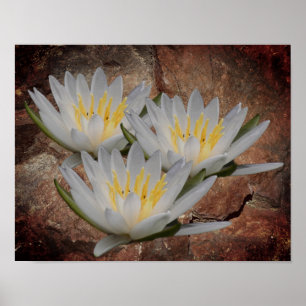 Lotus Water Lily Flower On Stone  Poster
