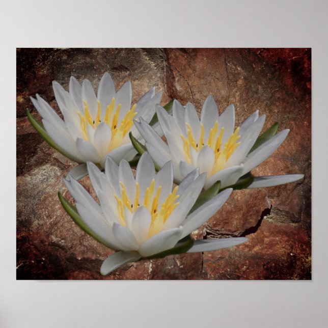 Lotus Water Lily Flower On Stone  Poster (Front)