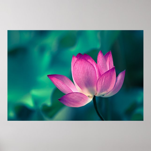 Lotus Water Lily Flower Poster (Front)