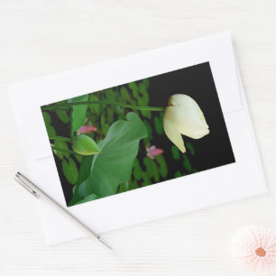 Lotus Water Lily Sticker