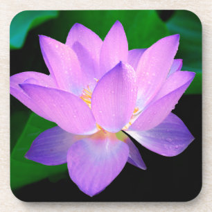 lotus water romantic date bridal peace hope love coaster