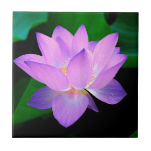 lotus water romantic date bridal peace hope love tile