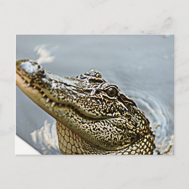 Louisiana Alligator postcard (Front)