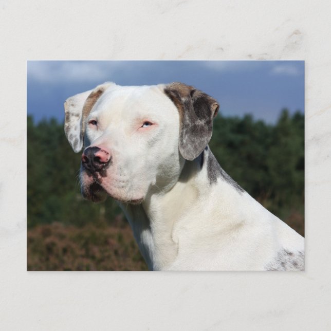 louisiana catahoula leopard dog postcard (Front)