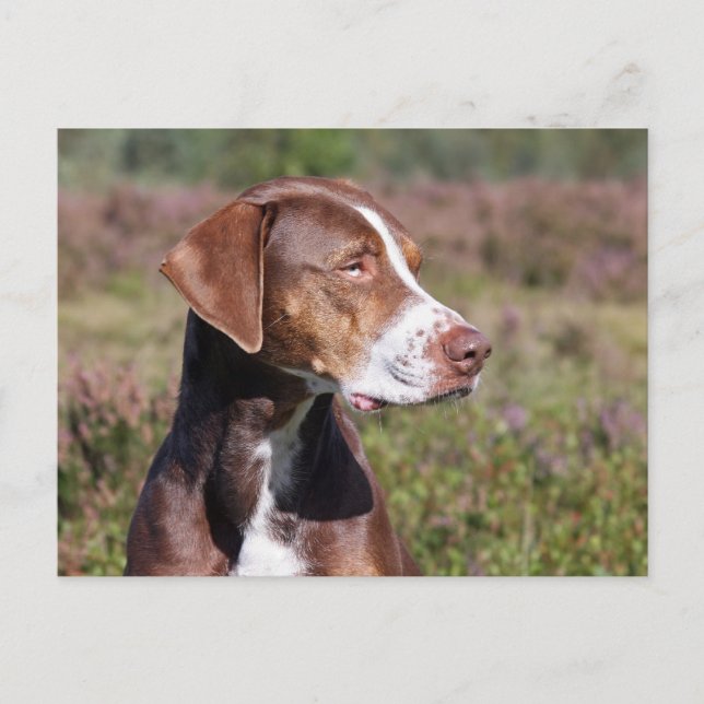 louisiana catahoula leopard dog postcard (Front)