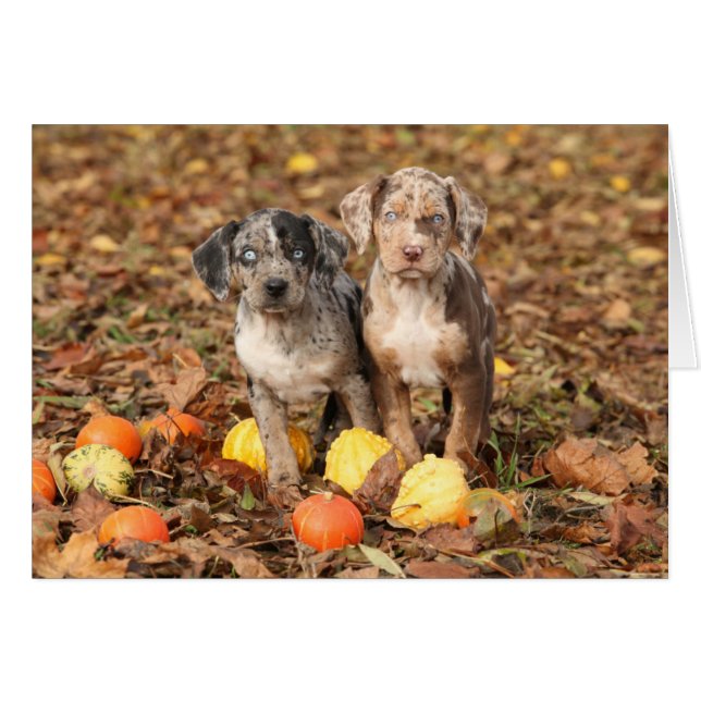 Louisiana Catahoula Puppies With Pumpkins (Front Horizontal)