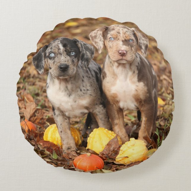 Louisiana Catahoula Puppies With Pumpkins Round Pillow (Front)