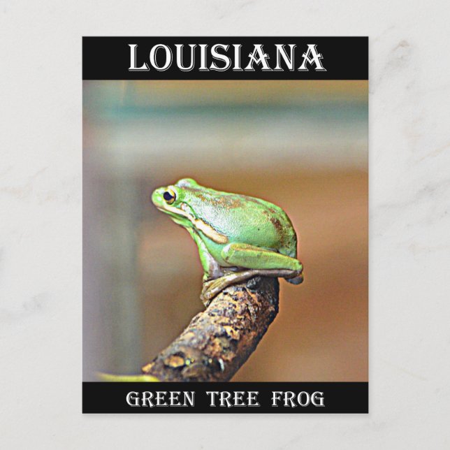Louisiana Green Tree Frog Postcard (Front)