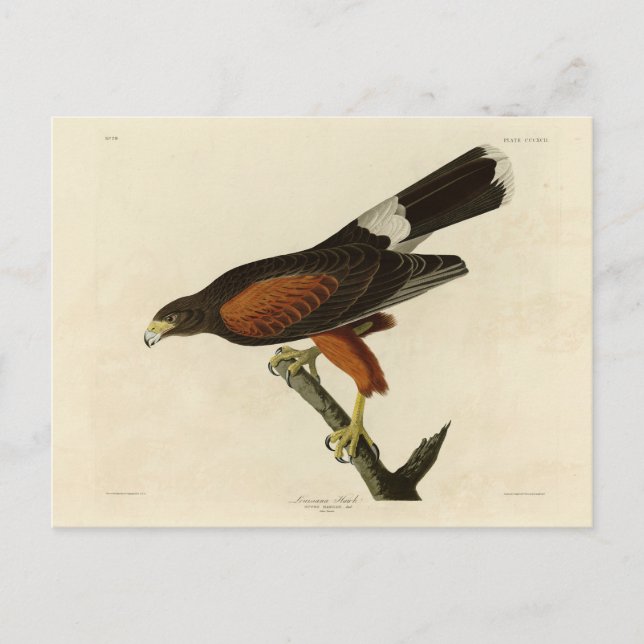 Louisiana (Harris's) Hawk Audubon Birds of America Postcard (Front)
