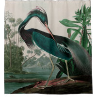 Louisiana Heron Birds of America Audubon Print
