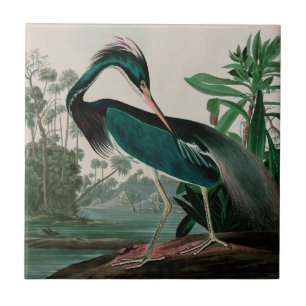 Louisiana Heron Birds of America Audubon Print Tile