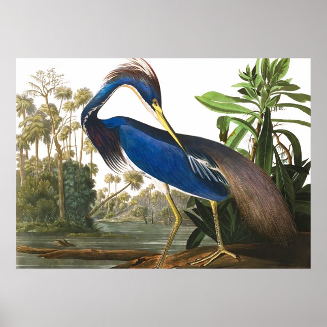 Louisiana Heron by John James Audubon Poster (Front)
