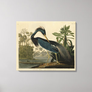 Louisiana Heron - from Audubon's Birds of America  Canvas Print