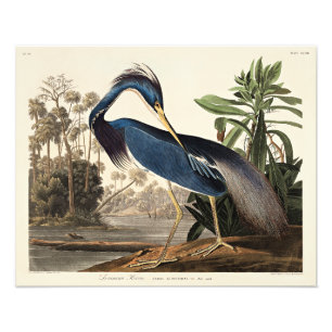 Louisiana Heron from Birds of America Photo Print
