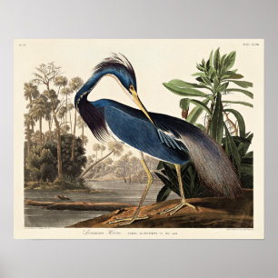 Louisiana Heron from Birds of America Poster
