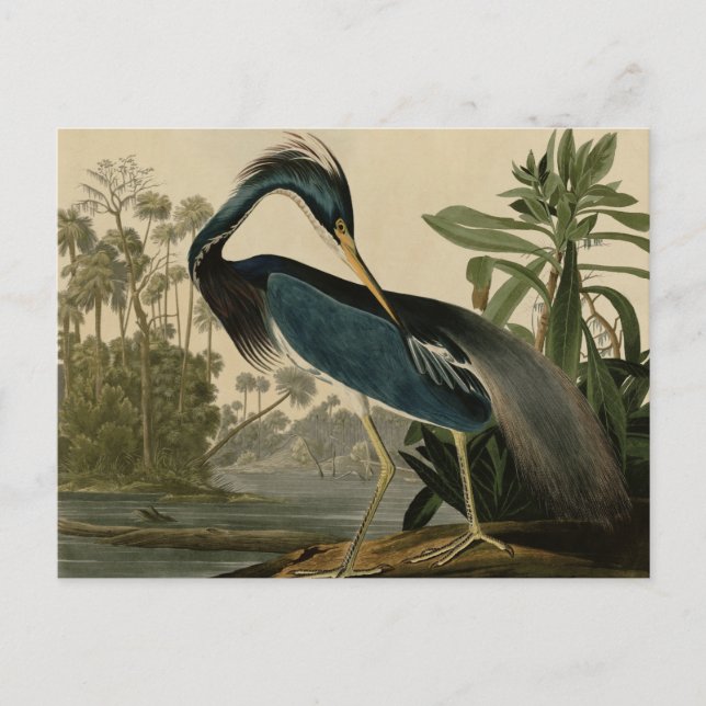 Louisiana Heron Postcard (Front)