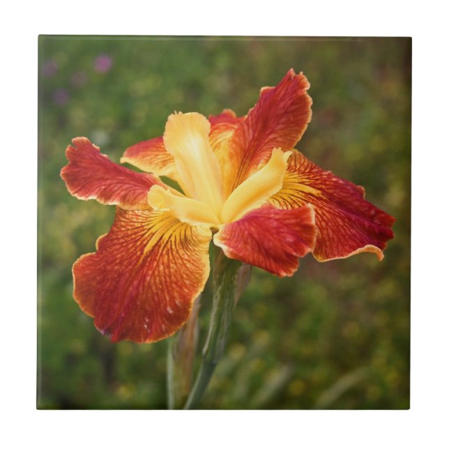 Louisiana Iris "Cajun Sunrise" Tile (Front)