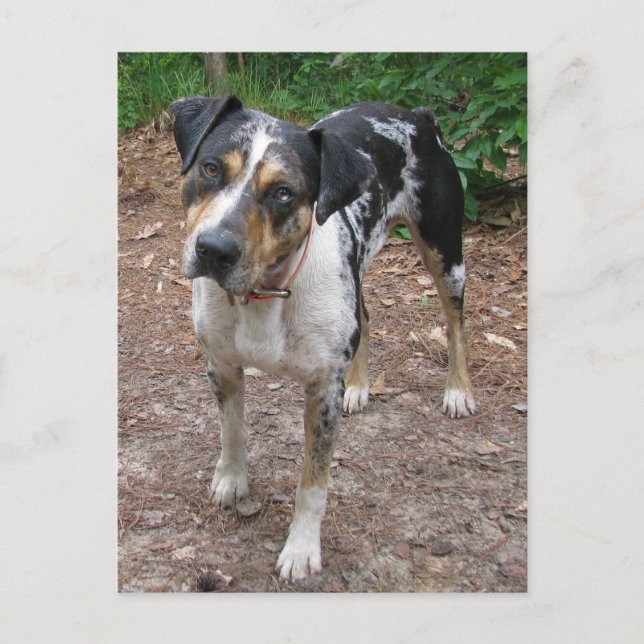 Louisiana Leopard Dog Postcard (Front)