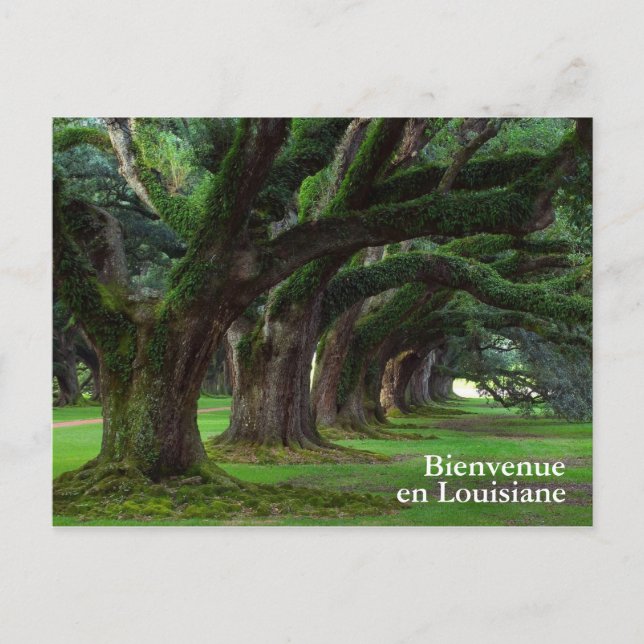 LOUISIANA LIVE OAK TREES POSTCARD (Front)