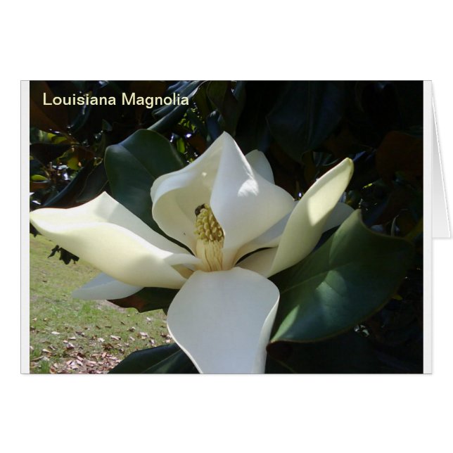 Louisiana Magnolia (Front Horizontal)