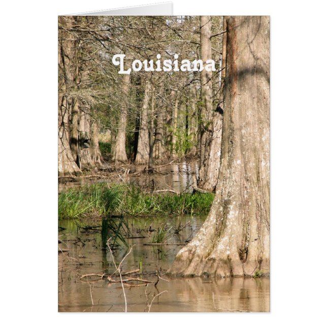 Louisiana Swamp (Front)