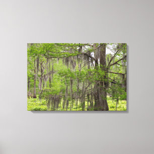 Louisiana Swamp Cypress Canvas Print