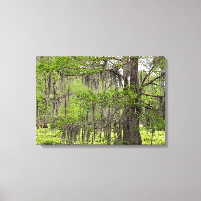 Louisiana Swamp Cypress Canvas Print (Front)