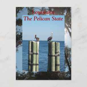 Louisiana The Pelican State Postcard