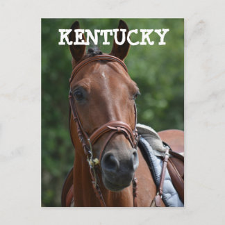 LOUISVILLE KENTUCKY RACE HORSE Postcard