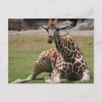 Lounging Giraffe
