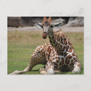 Lounging Giraffe Postcard