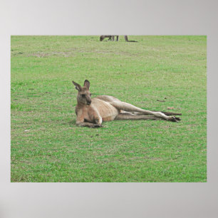 Lounging Kangaroo Poster