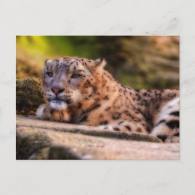 Lounging Leopard Postcard (Front)
