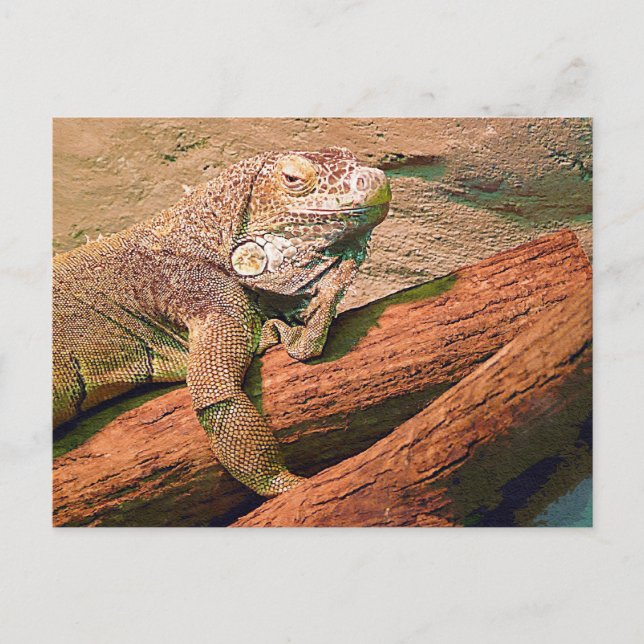 Lounging Lizard Postcard (Front)