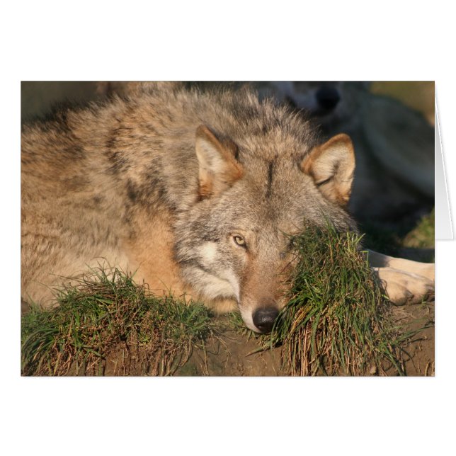 loup (Devant horizontal)