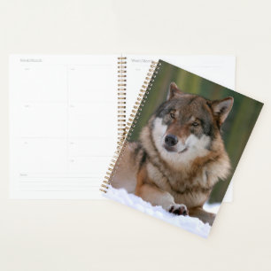 Loup